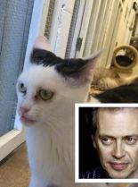 Steve Buscemi photo
