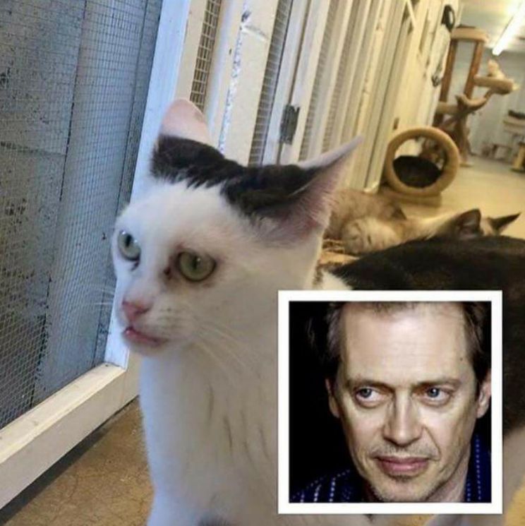 Steve Buscemi