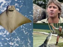 Steve Irwin