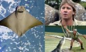 Steve Irwin