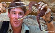 Steve Irwin