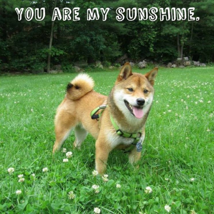 Sunshine Parker