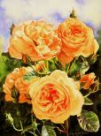 Susan Harrison