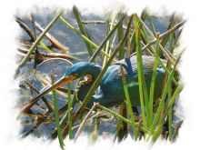 Susan Oakes photo