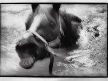 Sylvia Plachy