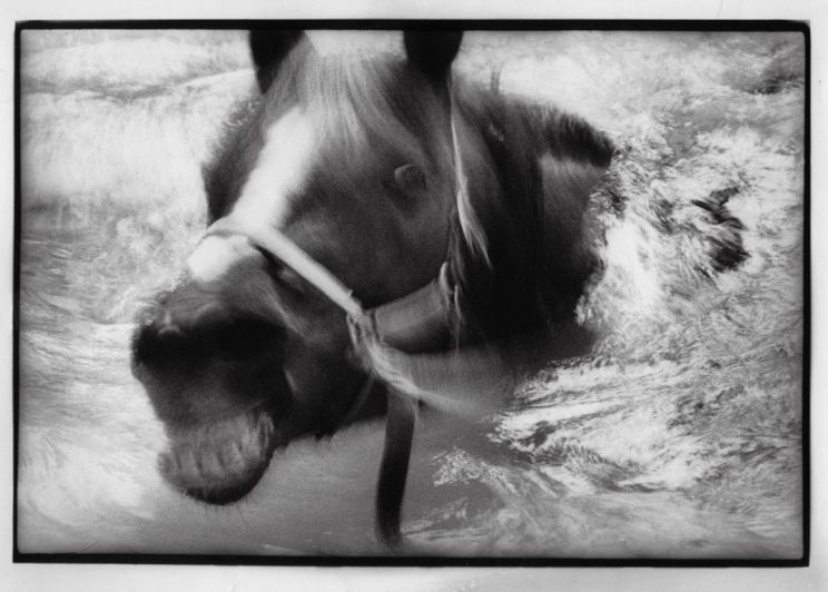 Sylvia Plachy
