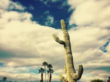 Tammi Sutton #3999897 picture (Landscape Medium)