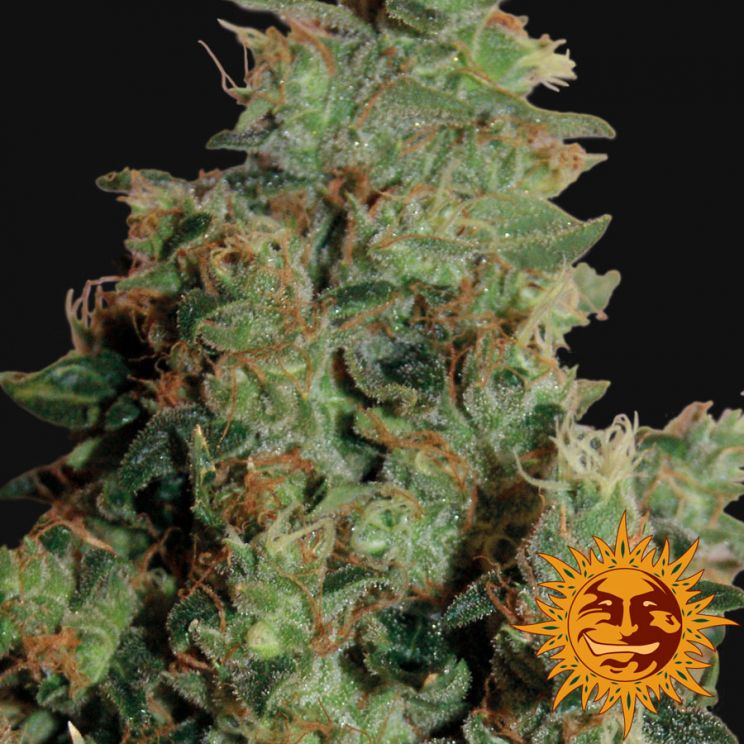 Tangerine Dream