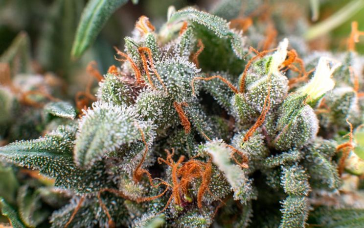 Tangerine Dream