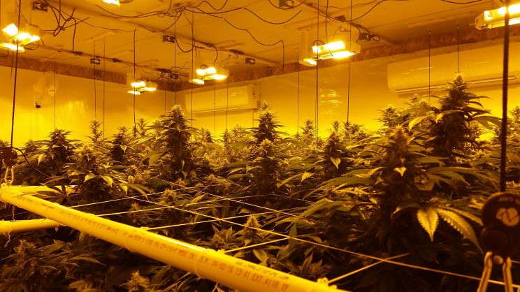 Tangerine Dream
