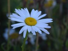 Tawny Pearl photo
