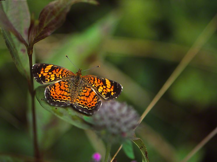 Tawny Pearl