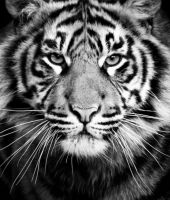 Tigr