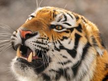 Tigr