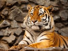 Tigr