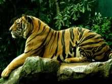 Tigr