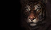 Tigr