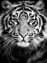 Tigr