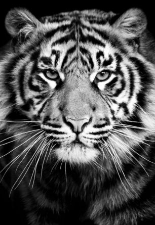 Tigr