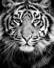 Tigr