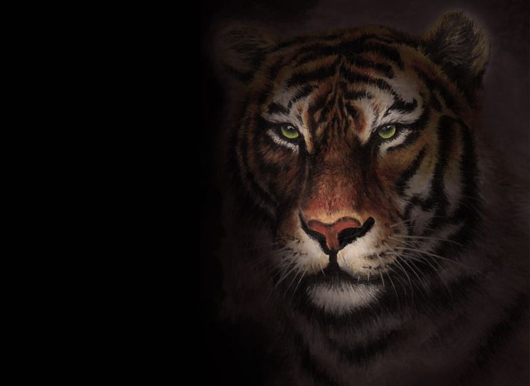 Tigr