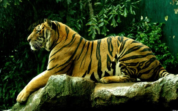 Tigr