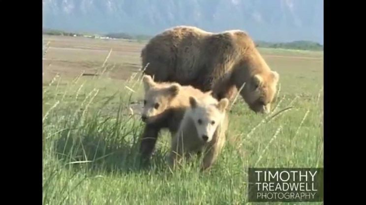 Timothy Treadwell