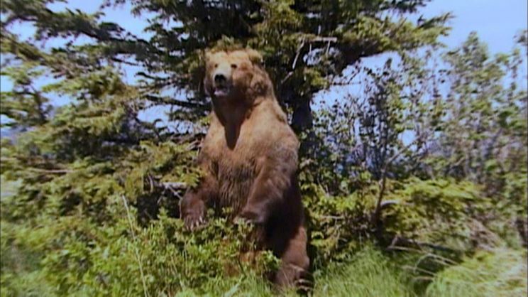 Timothy Treadwell