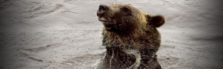 Timothy Treadwell