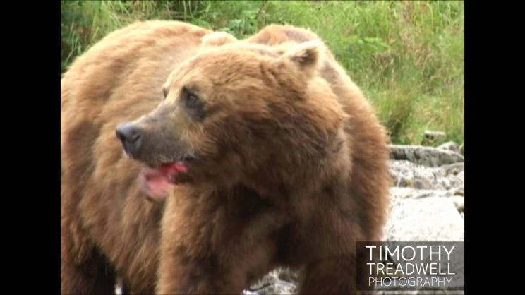 Timothy Treadwell