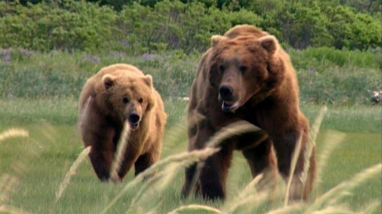Timothy Treadwell