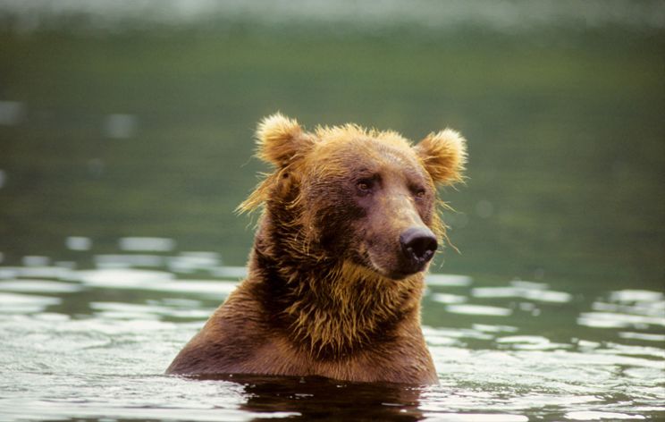 Timothy Treadwell
