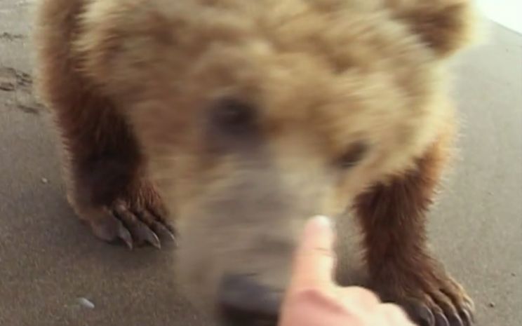 Timothy Treadwell
