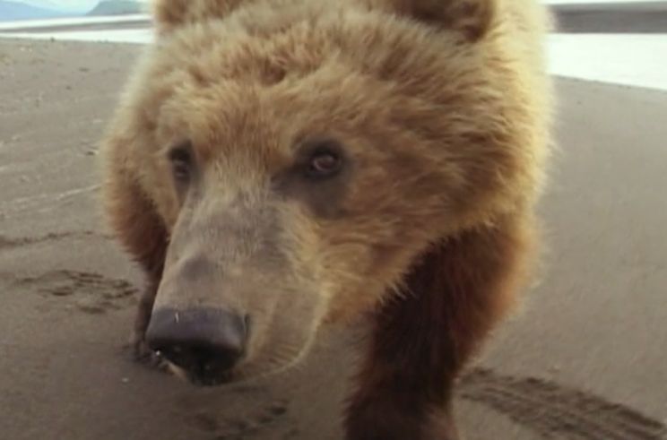 Timothy Treadwell