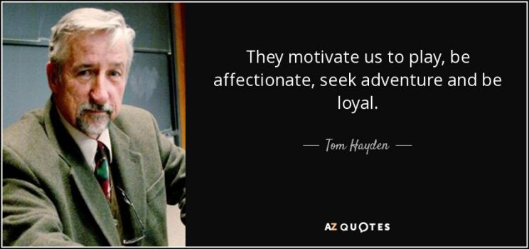Tom Hayden