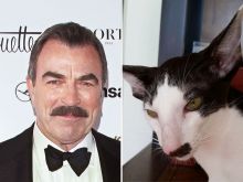 Tom Selleck photo
