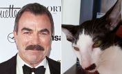 Tom Selleck