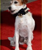 Uggie