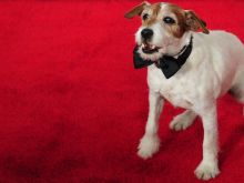 Uggie