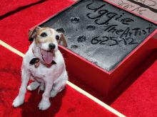 Uggie