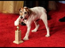 Uggie