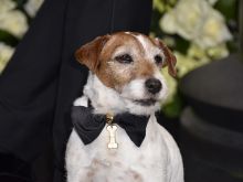 Uggie