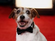 Uggie