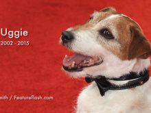 Uggie