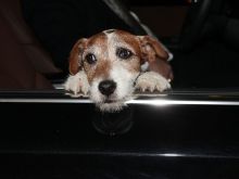 Uggie