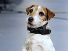 Uggie