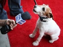 Uggie