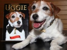 Uggie