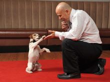 Uggie