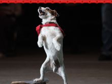 Uggie